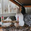Generic Chicken Toy for Coop with Bell and Wooden Stand view 2