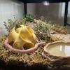 Reptile Hideout: 3D-Printed Habitat Shelter view 4