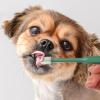 360-Degree Toothbrush for Dogs and Cats view 4