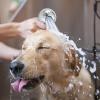 Pet Shower Head Attachment, Adjustable Bath Sprayer for Dogs and Cats | Multi-Spray Bath System view 3