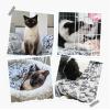 QIANCHAOJI Soft Gray Washable Pet Blanket, Cozy Indoor Mat for Cats, Puppies and Dogs of All Sizes (76 x 104 cm) view 3