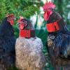 Alasum 2-Pack Noise-Reducing Rooster Collars view 4