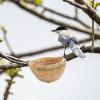 Woven Bird Nest, 6-Pack view 3