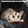 Pet Carrier Bag - Breathable, Soft Travel Bag view 4