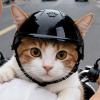 Dog Helmet with Ear Holes for Small to Large Breeds view 2