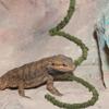 KALLORY Reptile Climbing Plant 50cm view 4