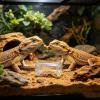 Reptile Feeding Station view 3