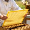 EUBEISAQI Bee Box Excluder for Beekeeping view 3