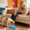 Interactive Slow Feeder for Dogs view 3