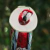 Green Polar Fleece Anti-Bite Bird Collar for 8–9.5 cm Neck Circumference view 4