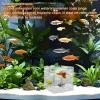 Acrylic Fish Breeder Box - 15cm view 4
