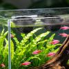 Generic Aquarium Hideout - 2-Pack Feeding Hammock view 2