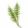 Organic Horsetail Tea, 250 g, Wild-Harvested in the EU (Equisetum arvense) view 3