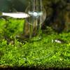 HELYZQ Aquarium Shrimp Feeder with High Glass Base view 3