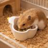 Ceramic Bird Bowl for Small Pets view 3