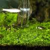 FJMQHU Aquarium Feeder Tray view 2