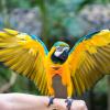 Reusable Bird Diaper for Parrots, Breathable, Skin-Friendly, L view 4