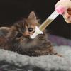 Sdlnklm Kitten Feeding Bottle Set with Dropper and Replacement Nipples, Pink view 2