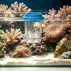 Bomefoi Fish Breeding Box for Aquarium view 2