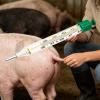 Pet Thermometer with Stretch Cord view 3