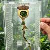 Jumping Spider Climbing Decoration view 3