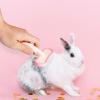 Bunny Grooming Brush - Massage Brush for Pets view 4