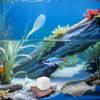 OUNONA 10-Pack Calcium Cubes for Reptiles and Aquatic Turtles view 4