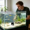 Betta Fish Habitat view 2