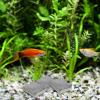 Alasum 10-Piece Natural Stone Aquarium Decorations view 4