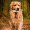Chew Bar for Aggressive Chewers - Durable Coffee Wood Sticks view 2