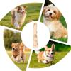 Chew Bar for Aggressive Chewers - Durable Coffee Wood Sticks view 4