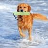 Floating Dog Toy view 2