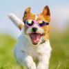 Dog Sunglasses with UV Protection view 3