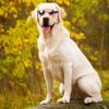 Dog Sunglasses with UV Protection view 4