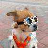 Anti-Fog Pet Sunglasses for Dogs view 2