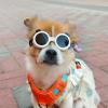 Anti-Fog Pet Sunglasses for Dogs view 3