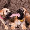 Dog Bone, Imitation Bone for Dental Cleaning view 2