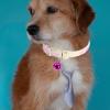 Fluorescent Silicone Pet Collars, 5-Pack, for Dogs and Cats view 4
