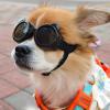 Anti-Fog Protective Goggles for Pets, UV-Protection Lens, Windproof view 2