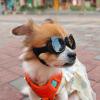 Anti-Fog Protective Goggles for Pets, UV-Protection Lens, Windproof view 3