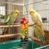 Bird Food Holder & Snack Toy view 2