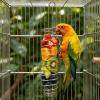 Bird Feeder Toy for Snacks view 2