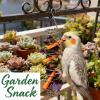 Bird Food Holder – Foraging Treat Tray and Food Bowl for Budgies, Cockatiels, Parakeets, Canaries, Monk Parakeets, and Finches view 3
