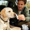 Generic Dog Nose Sun Balm SPF 25 for Puppy Snouts view 2