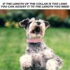POPETPOP Adjustable Pet Identification Collar for Small Puppies and Kittens view 3