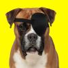 Happyyami Dog Eye Patch for Injuries, Soft Adjustable Polyester Eye Protection for Small and Large Dogs view 4