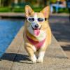 TOYANDONA Dog Sunglasses for Dogs and Cats view 4