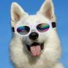 NESTINGHO Foldable Dog Sunglasses with UV Protection view 4