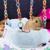 Kichvoe Colorful Flannel Hammock for Small Pets view 4