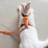 Xinsheinelry Harness and Leash Set for Small Pets view 4